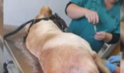 Municipalidad de Nacimiento prepara querella por Ley Cholito tras brutal ataque a “Blanquito”, perro comunitario