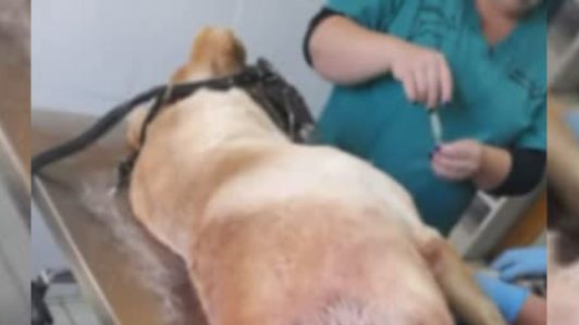 Municipalidad de Nacimiento prepara querella por Ley Cholito tras brutal ataque a “Blanquito”, perro comunitario
