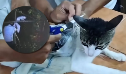 “Narco michi”: Policía de Costa Rica atrapa a gato usado para ingresar droga a una cárcel