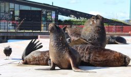 Ataque en la costanera de Valdivia: PDI detiene a joven por lanzar fuegos artificiales a lobos marinos