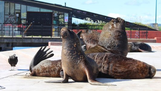 Lanzan fuegos artificiales a lobos marinos en Valdivia: Fiscalía abrió investigación por maltrato animal