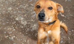 Día del Perro sin Raza: ¿Por qué los canes mestizos son más sanos, fieles y únicos?