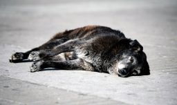 Puerto Montt en alerta por ola de faenamiento de perros: Algunos eran marcados antes de ser asesinados
