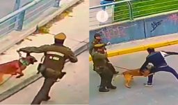 Viral detención en Curicó: Perro policial Jack logró detener a ladrón que intentó huir de Carabineros