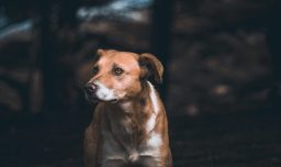 Día Mundial del Perro Sin Raza: Las fortalezas genéticas y las ventajas de adoptar un kiltro chileno