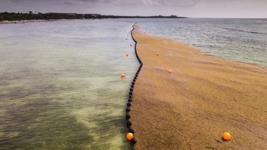 Más de 31 millones de toneladas de algas tóxicas se dirigen a playas del Caribe y Florida: Esta es la razón