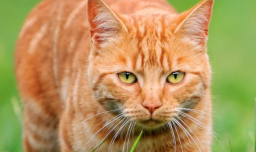 ¿Qué tienen de especial los gatos naranjas? Los científicos descubrieron que son 'freaks' de la naturaleza