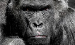¿100 humanos contra un gorila? Experto en animales analiza el viral debate de redes