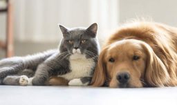 Soy veterinaria y estos son los 5 mejores consejos para proteger a perros y gatos en invierno