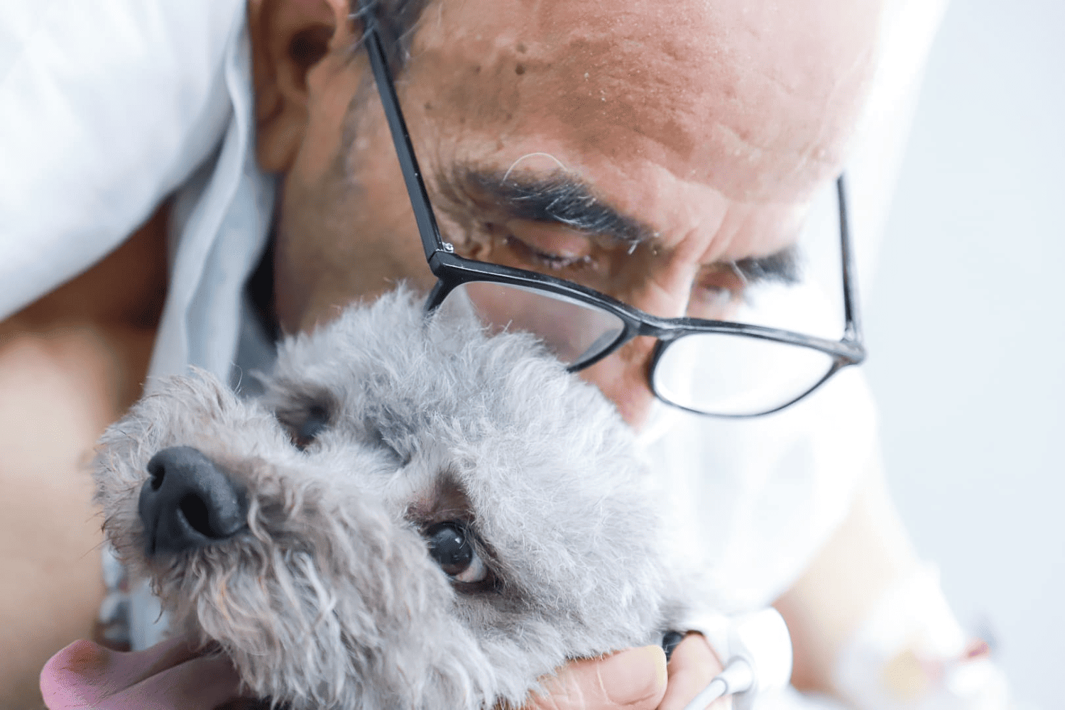Hospital Clínico U. de Chile presenta nuevo protocolo humanizado que permitirá a mascotas visitar a pacientes críticos/HCUCH