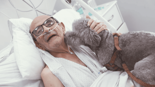 Hospital Clínico U. de Chile presenta nuevo protocolo humanizado que permite a mascotas visitar a pacientes críticos