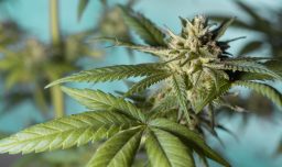 Fumar marihuana y consumir comestibles con THC se asocia con enfermedades cardíacas tempranas, según un nuevo estudio