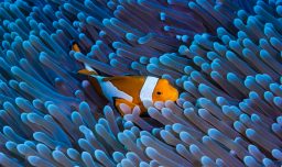 Cambio climático: Estudio revela que peces payaso reducen su tamaño para sobrevivir al aumento de la temperatura marina