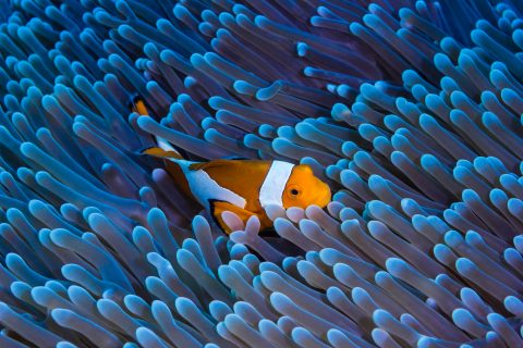 Cambio climático: Estudio revela que peces payaso reducen su tamaño para sobrevivir al aumento de la temperatura marina