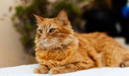 ¿Por qué son así? La ciencia finalmente logra resolver el misterio genético de los gatos naranjas