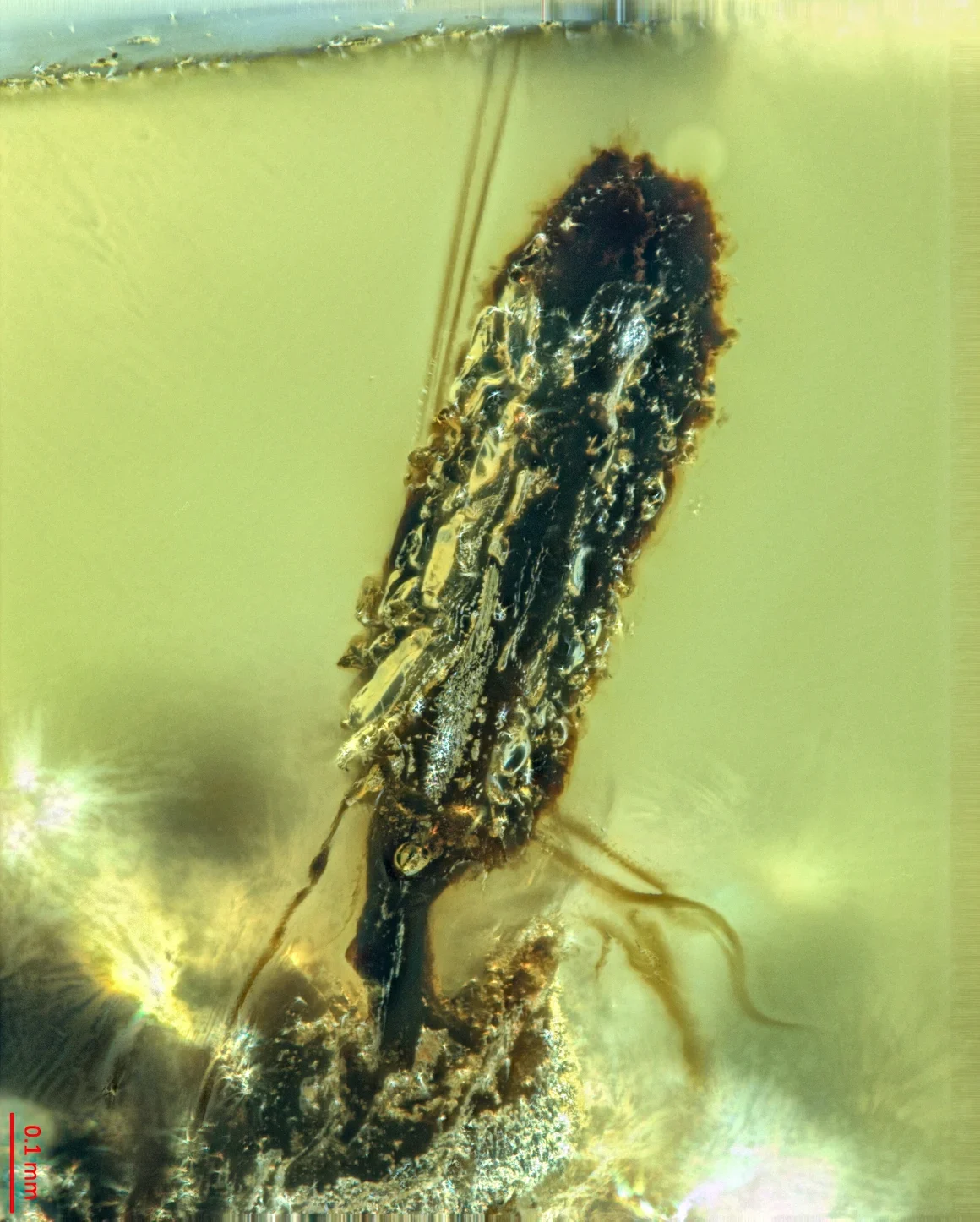 Una hormiga infectada con un hongo parásito atrapado en ámbar de 99 millones de años. Instituto de Geología y Paleontología de Nanjing, Academia China de Ciencias/NIGPAS