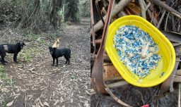 "Un método cruel y letal": Organización denuncia uso de veneno para caracoles contra perros en santuario de Hualpén