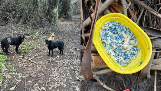 "Un método cruel y letal": Organización denuncia uso de veneno para caracoles contra perros en santuario de Hualpén
