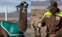“Su madre murió en el parto”: La historia de Miguelito, la llama adoptada por Carabineros que hoy “es un funcionario más”
