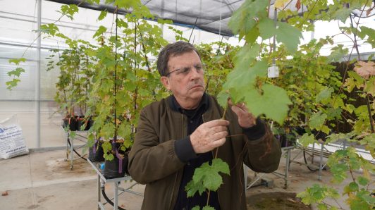 Investigación de la U. Autónoma crea plantas de uva resistentes a hongos para hacer vinos más sustentables y con menos químicos