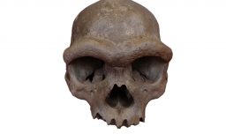 Científicos logran revelar el rostro del "Hombre Dragón" resolviendo un misterio evolutivo