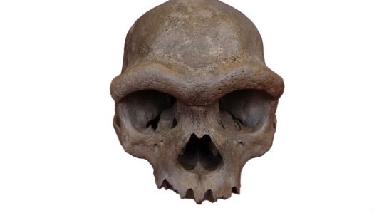 Científicos logran revelar el rostro del "Hombre Dragón" resolviendo un misterio evolutivo