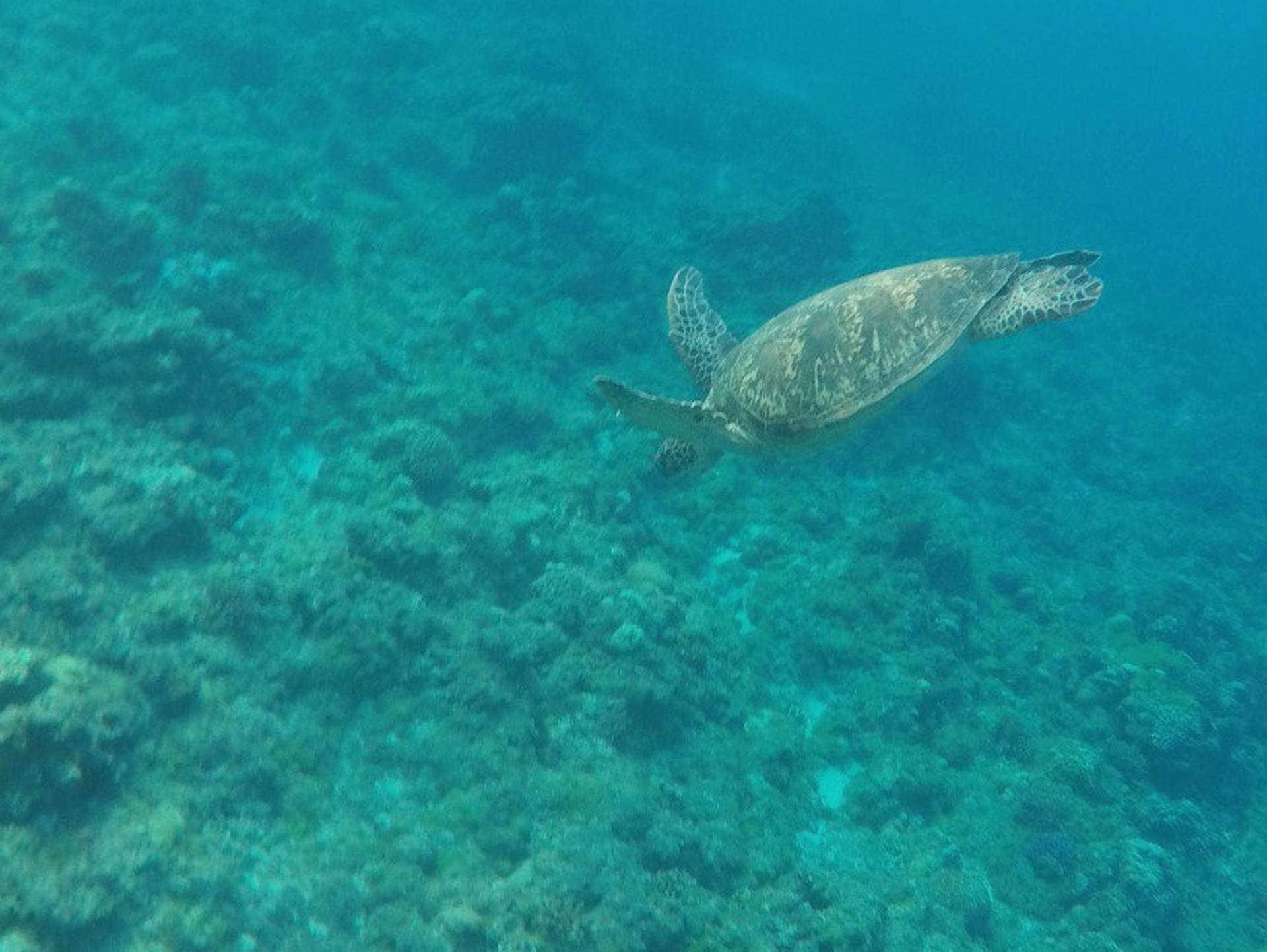 El 60% del hábitat crítico para la biodiversidad marina no tiene objetivos de conservación. Imagen cedida