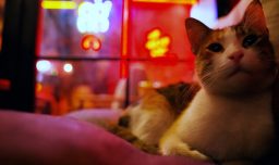 La oscura red global de tortura de gatos por dinero