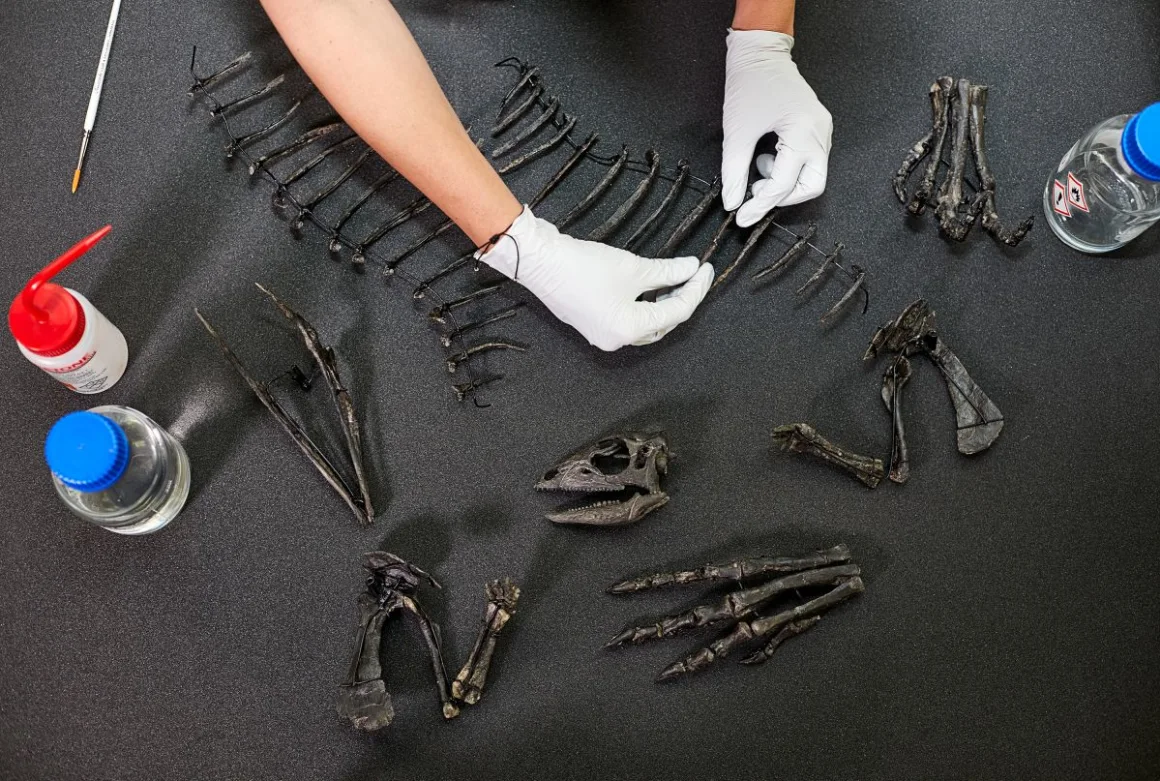 Faltaba el cráneo del esqueleto, por lo que el que se exhibe es una reconstrucción. Lucie Goodayle/Fideicomisarios del Museo de Historia Natural