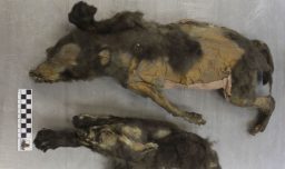 No convivieron con humanos ni fueron domesticados: Lo que se descubrió de los “cachorros” intactos en Siberia por 14.000 años