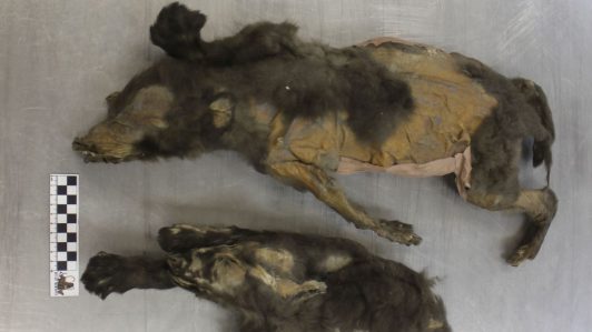 No convivieron con humanos ni fueron domesticados: Lo que se descubrió de los “cachorros” intactos en Siberia por 14.000 años