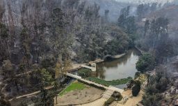 Región de Valparaíso: Jardín Botánico de Viña realizará jornada de reforestación con mil árboles nativos tras mega incendio