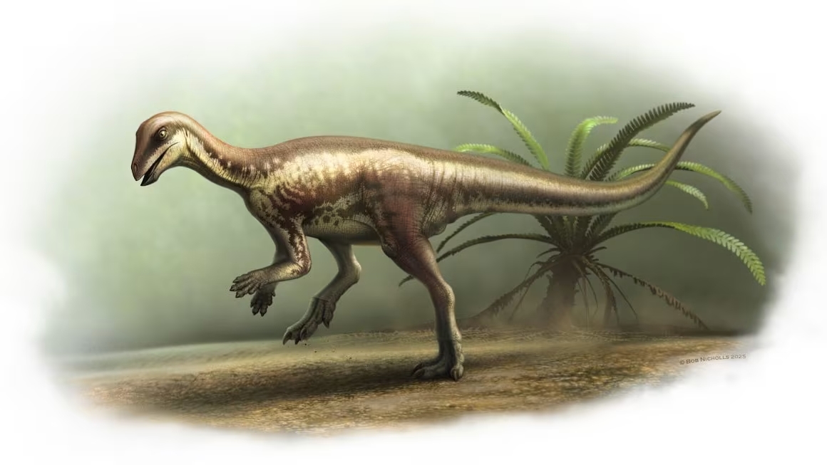 Dibujo de cómo podría haber sido el cursor Enigma mollyborthwickae/Bob Nicholls Art