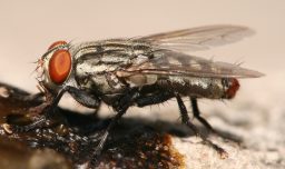 La mosca devoradora de carne resurge en América: Alerta sanitaria para humanos y ganado