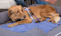 La travesía de Amber: Perrita se perdió y volvió a casa tras recorrer 160 km y nadar hasta una isla