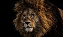 “El ataque fue fulminante”: León mató a empresario alemán en exclusivo safari de Namibia