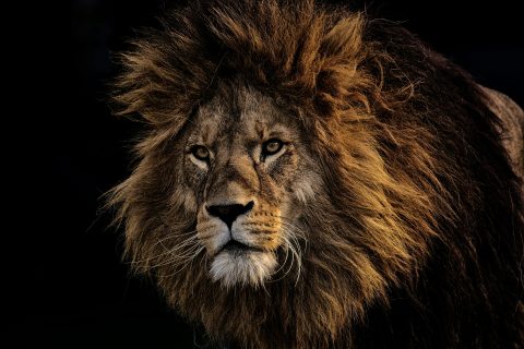 “El ataque fue fulminante”: León mató a empresario alemán en exclusivo safari de Namibia