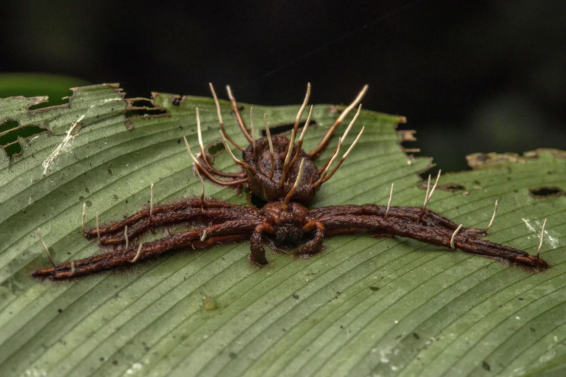 Una araña muerta por un hongo entomopatógeno. Anton Sorokin/Alamy Stock Photo
