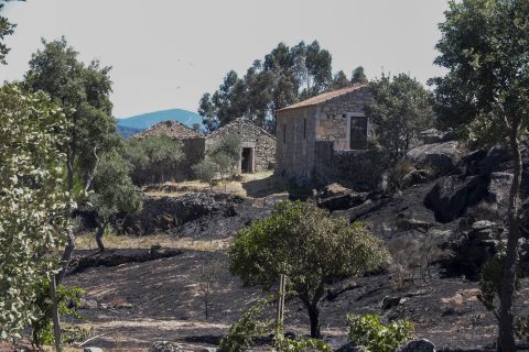 Con 3.753 bomberos, 1.200 medios terrestres y 37 aéreos: Portugal combate 17 incendios forestales "graves"