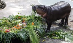 La famosa hipopótama pigmea Moo Deng cumple su primer año: Personas la celebraron en zoológico de Tailandia