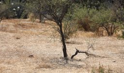 Recomendaciones al agro para sobrellevar la temporada de déficit hídrico: ¿Cómo enfrentar este invierno?