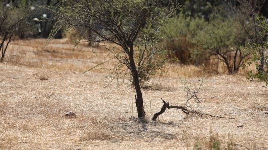 Recomendaciones al agro para sobrellevar la temporada de déficit hídrico: ¿Cómo enfrentar este invierno?
