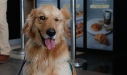 Tiendas de mascotas en alza: Así ha crecido el mercado pet en la RM