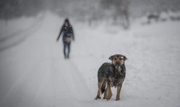 Veterinario aclara: ¿En qué casos se recomienda abrigar a las mascotas?