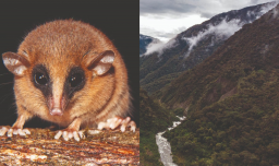Descubren en la Amazonía de Perú una nueva especie de marsupial altoandino