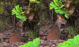 Capturan tierno avistamiento de pudú comiendo nalca en Chiloé
