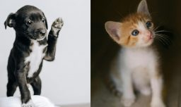 Objetos peligrosos para gatos y perros: ¿Qué hacer si tu mascota ingiere algo indebido?