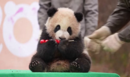 La razón por la que la capital japonesa de los pandas perderá a sus ejemplares: Habitantes los despiden entre lágrimas
