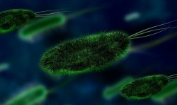 Científicos descubren bacterias intestinales que eliminan los peligrosos "químicos eternos" del cuerpo