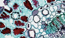 Científicos descubren un nuevo y misterioso orgánulo celular que podría revolucionar la medicina
